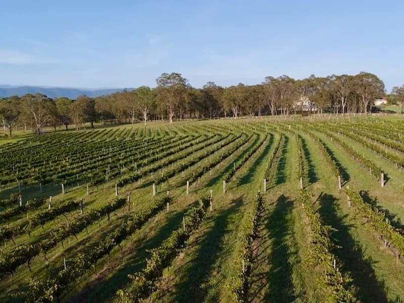 De Iuliis winery in Pokolbin, NSW