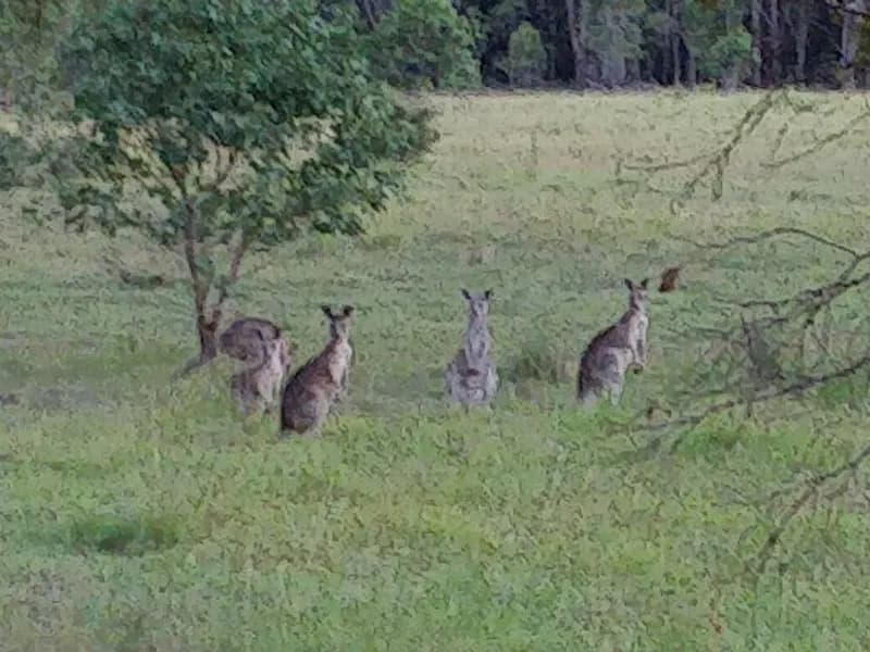 Tinklers Vineyard winery in Pokolbin, NSW
