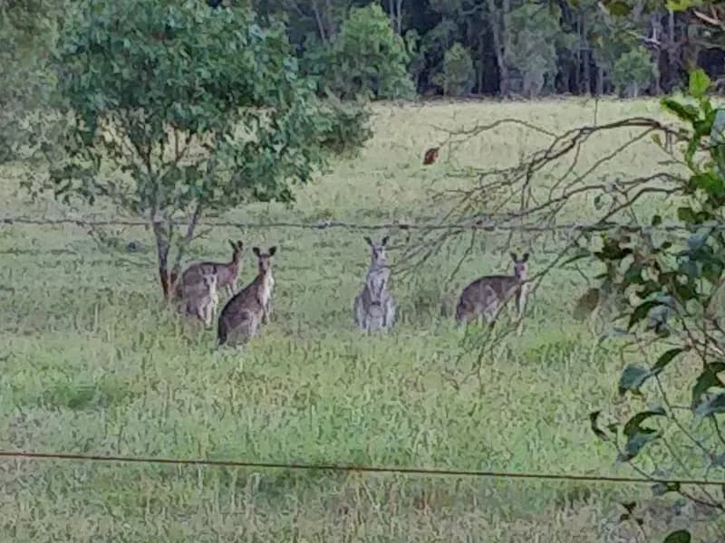Tinklers Vineyard winery in Pokolbin, NSW