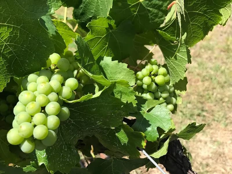 Mercer Wines winery in Pokolbin, NSW