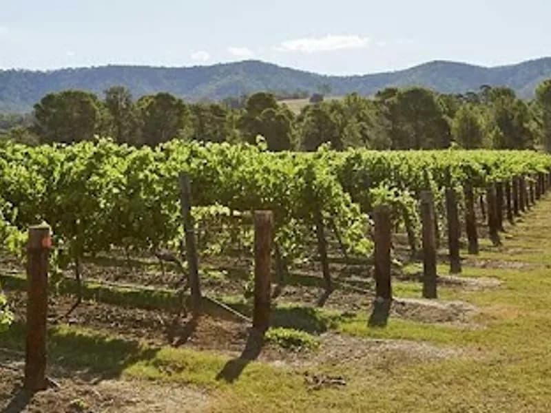 Mercer Wines winery in Pokolbin, NSW