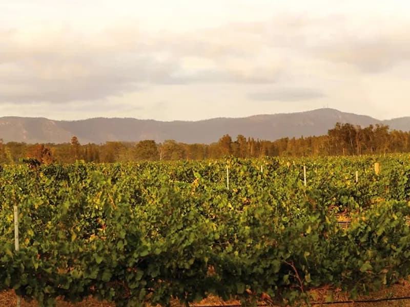 Peacock Hill Vineyard winery in Pokolbin, NSW
