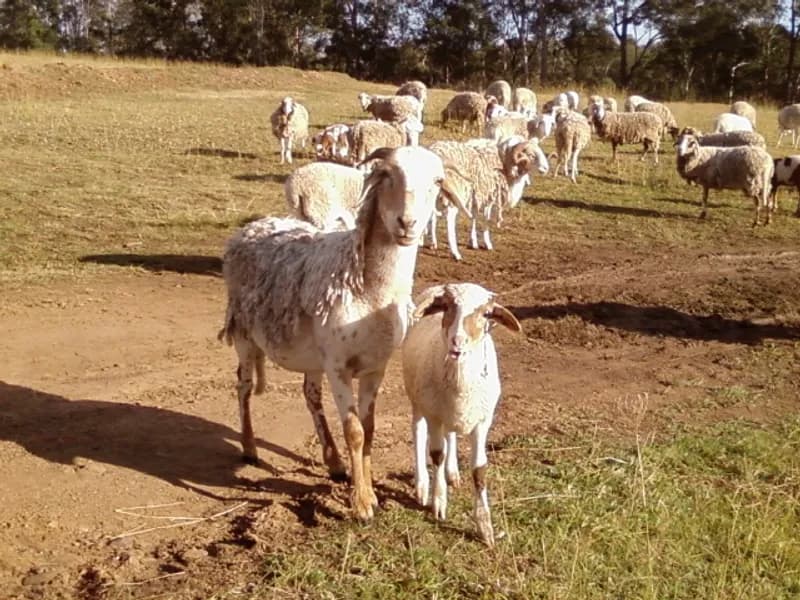 Racecourse Lane Wines winery in Pokolbin, NSW