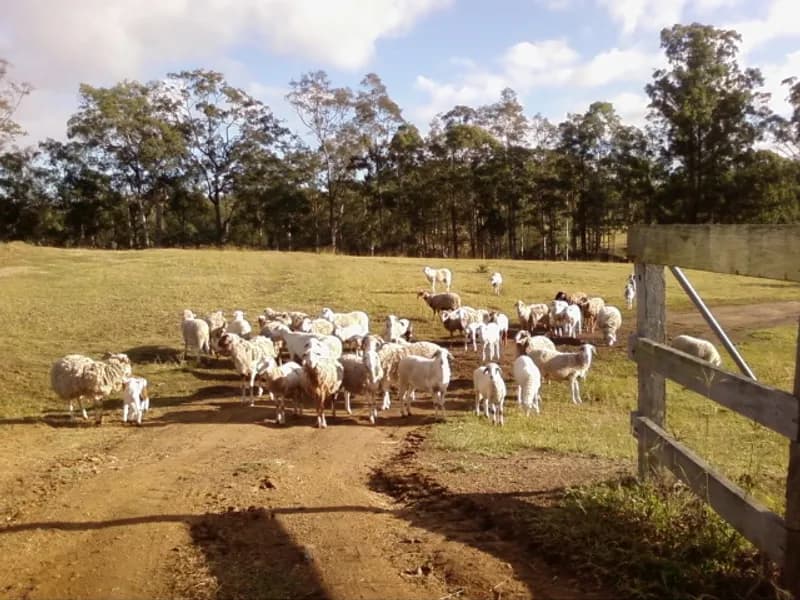 Racecourse Lane Wines winery in Pokolbin, NSW