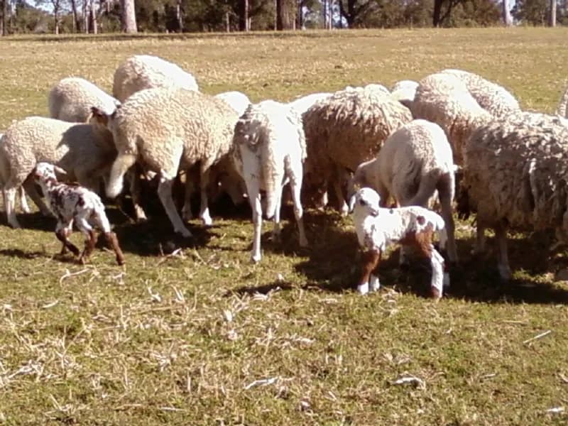 Racecourse Lane Wines winery in Pokolbin, NSW