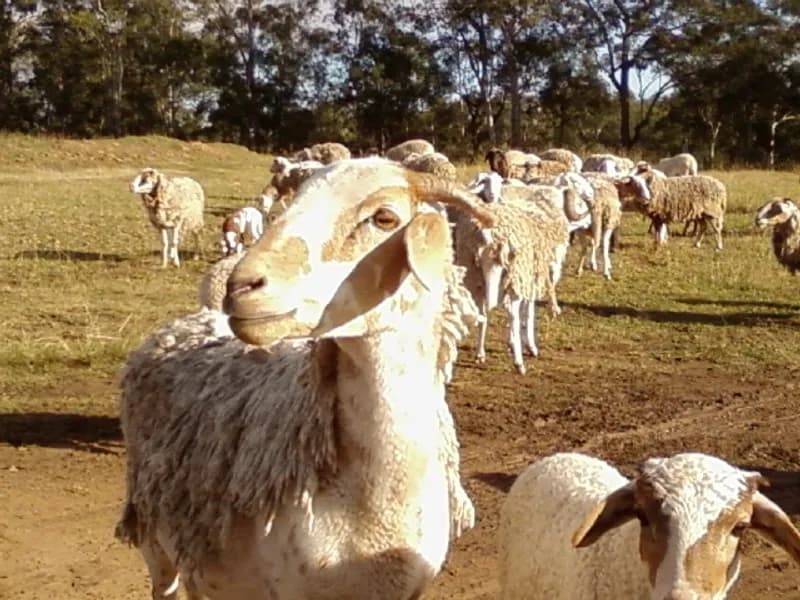 Racecourse Lane Wines winery in Pokolbin, NSW
