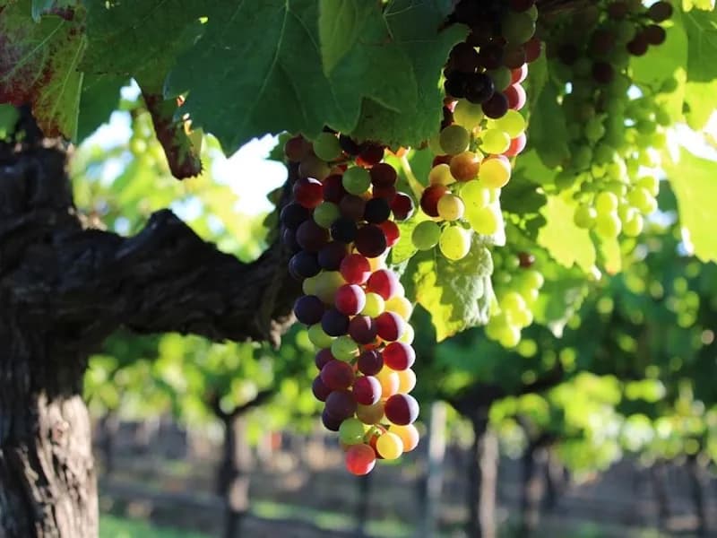 Chocolate Hills winery in Muswellbrook, NSW