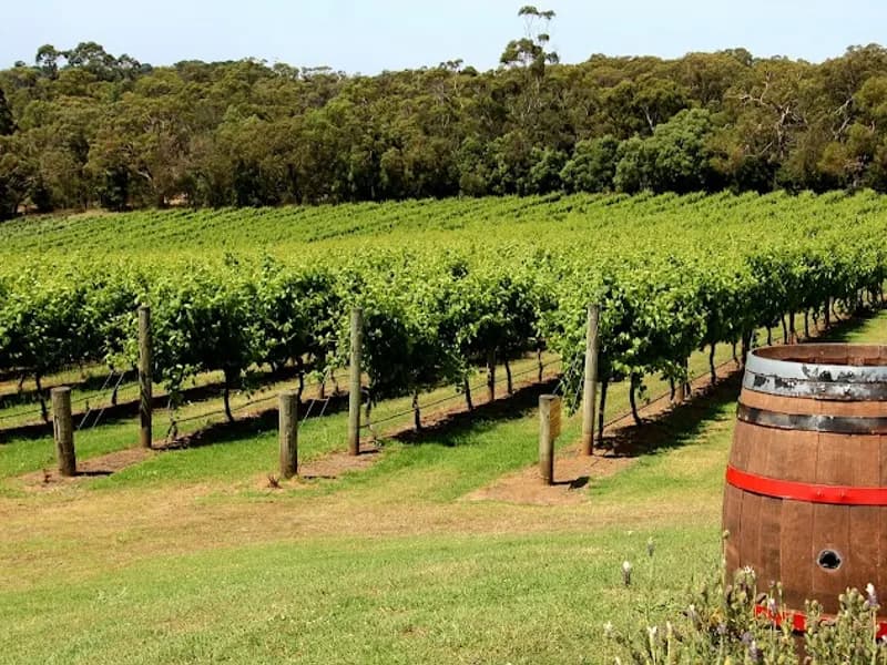 Red Hill Estate winery in Red Hill South, VIC