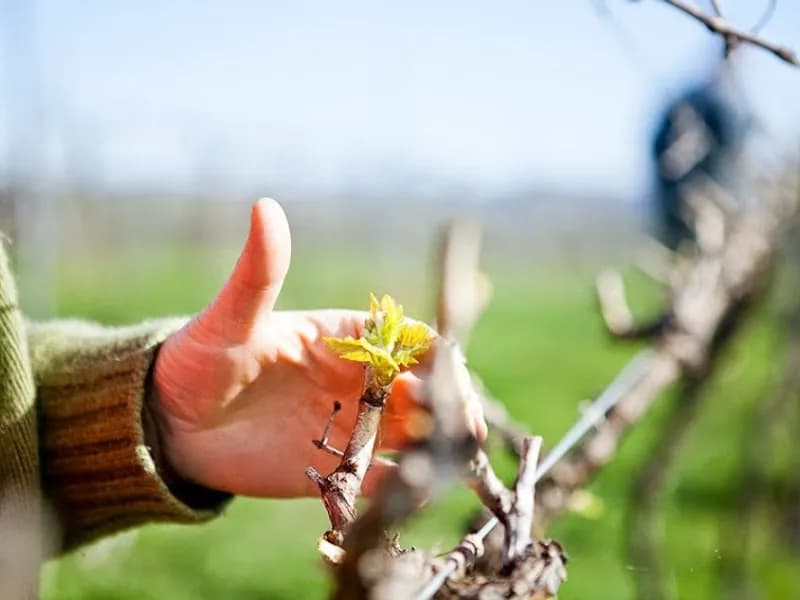 Yarrh Wines winery in VIC