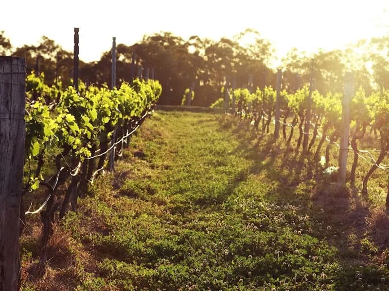 Hope Estate winery in NSW