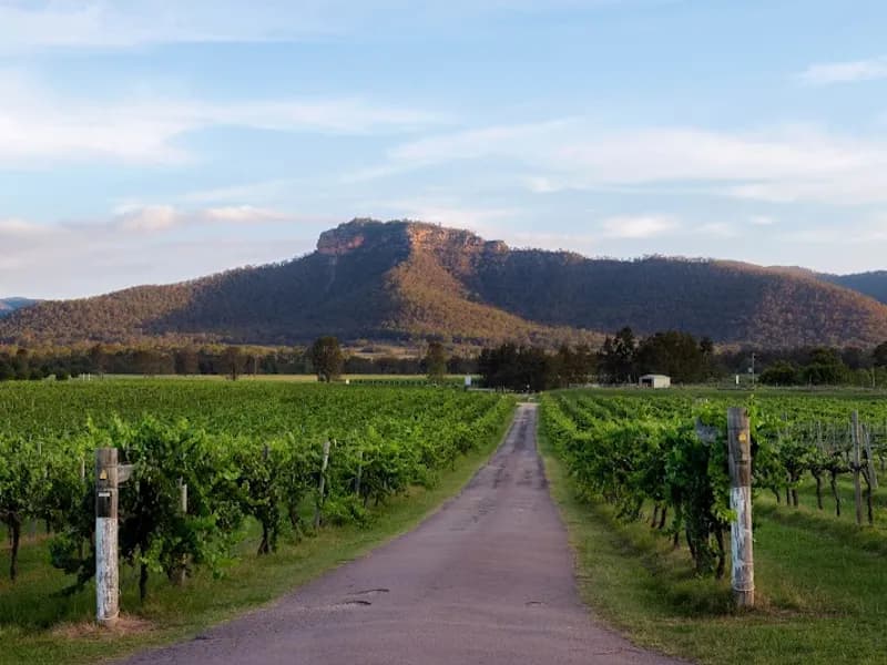 Blueberry Hill Wines winery in NSW