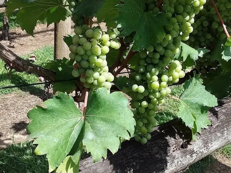 Wynden State Wines winery in NSW