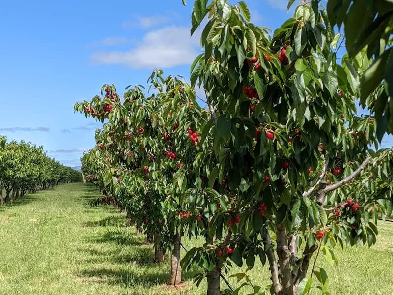 Worthington's Vineyard winery in NSW