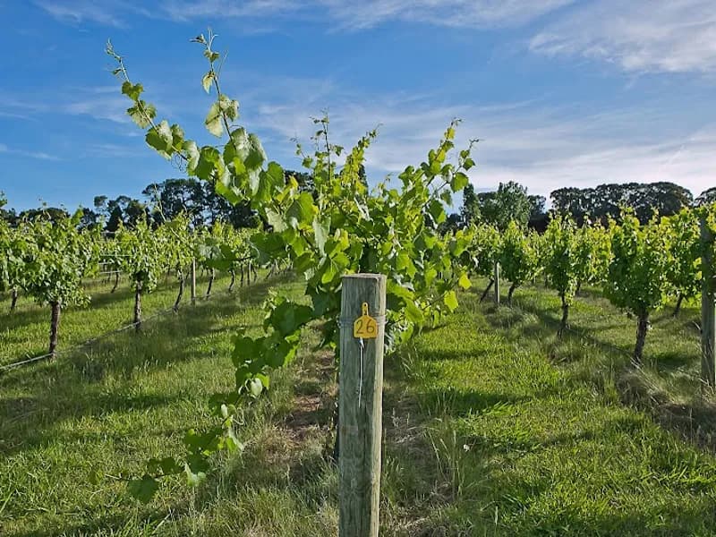 Lowe Family Wine Co winery in Eurunderee, NSW