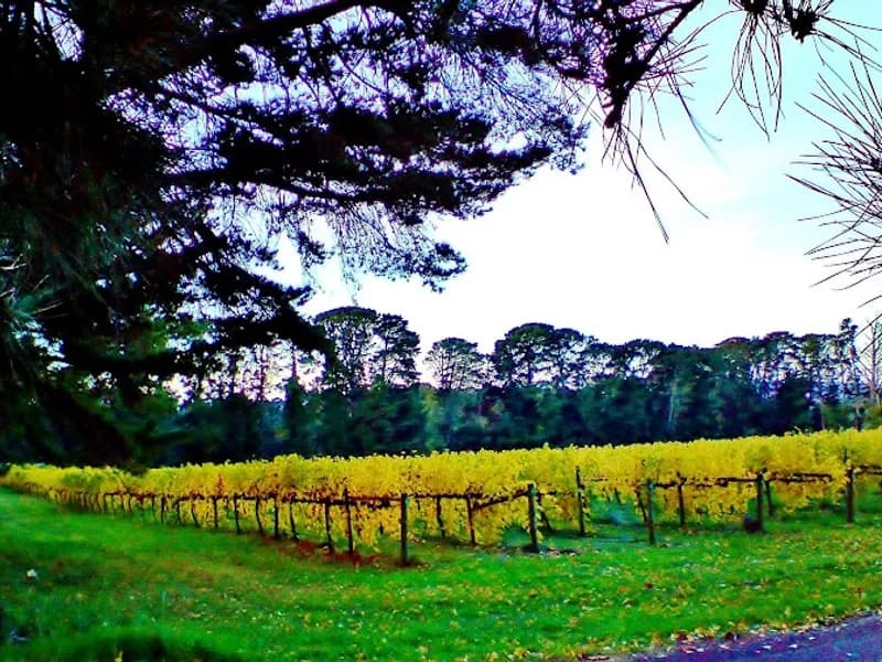 Lowe Family Wine Co winery in Eurunderee, NSW