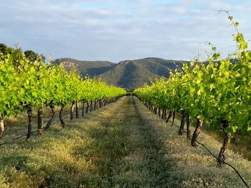 Silos Estate Berry winery in NSW