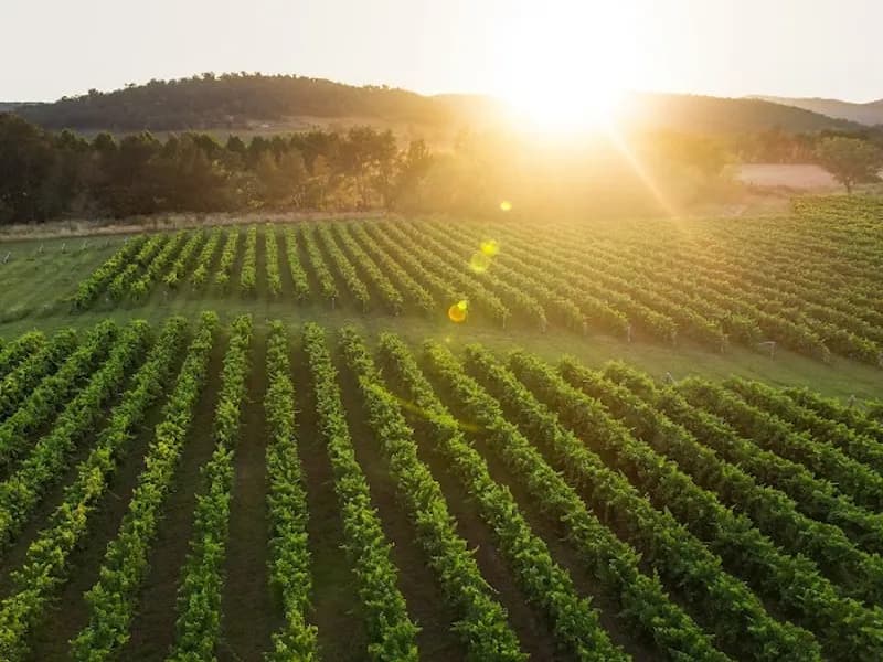 Cuttaway Hill Wines winery in NSW