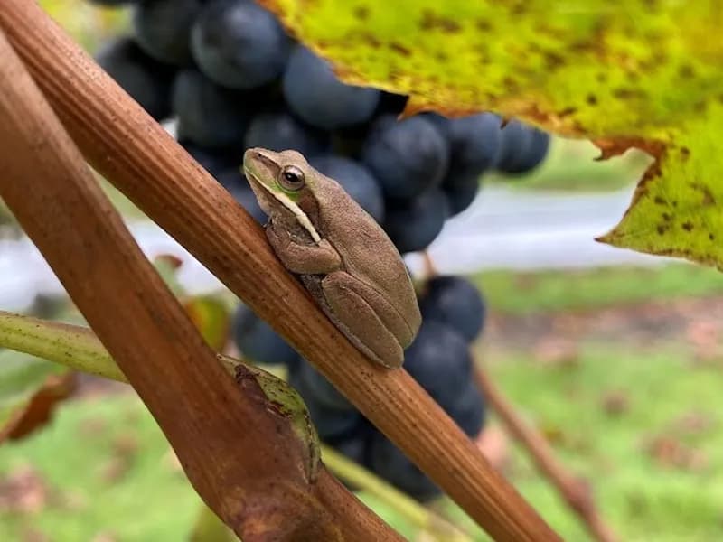 Tintilla Estate Wines winery in Pokolbin, NSW