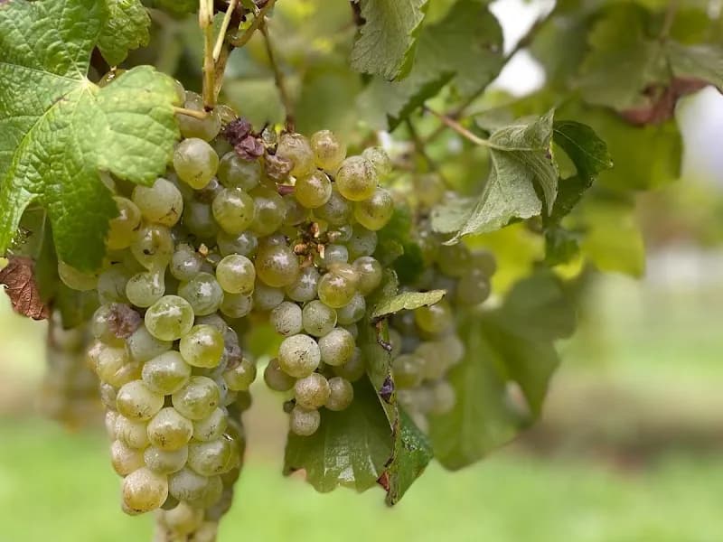 Tizzana Winery winery in Ebenezer, NSW