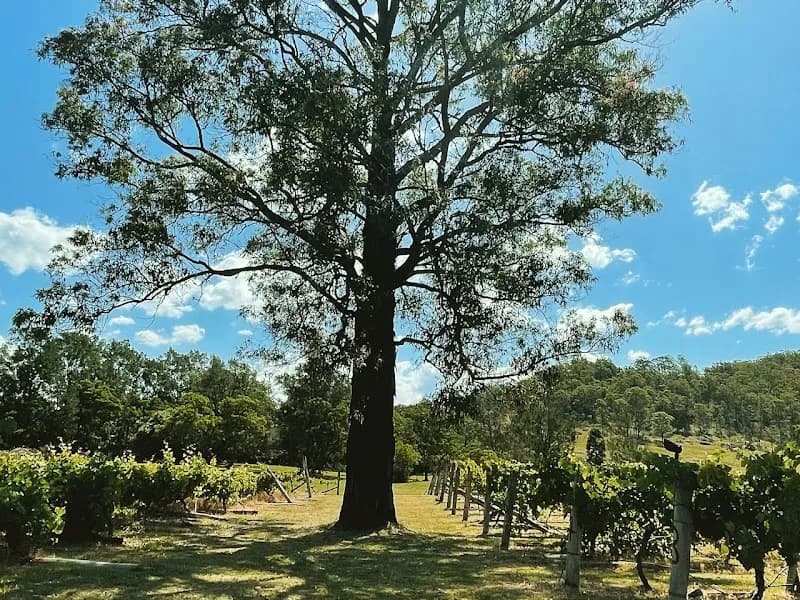 Tizzana Winery winery in Ebenezer, NSW