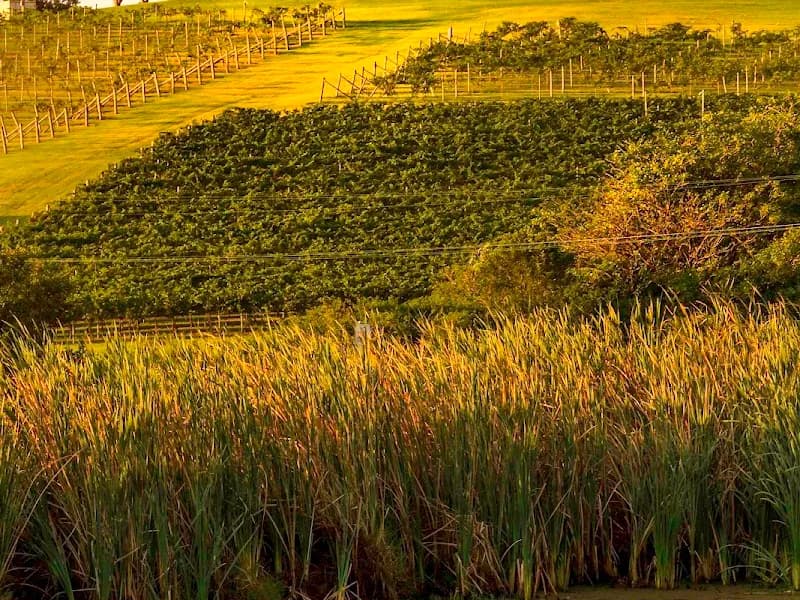 St. Maur Wines winery in Exeter, NSW