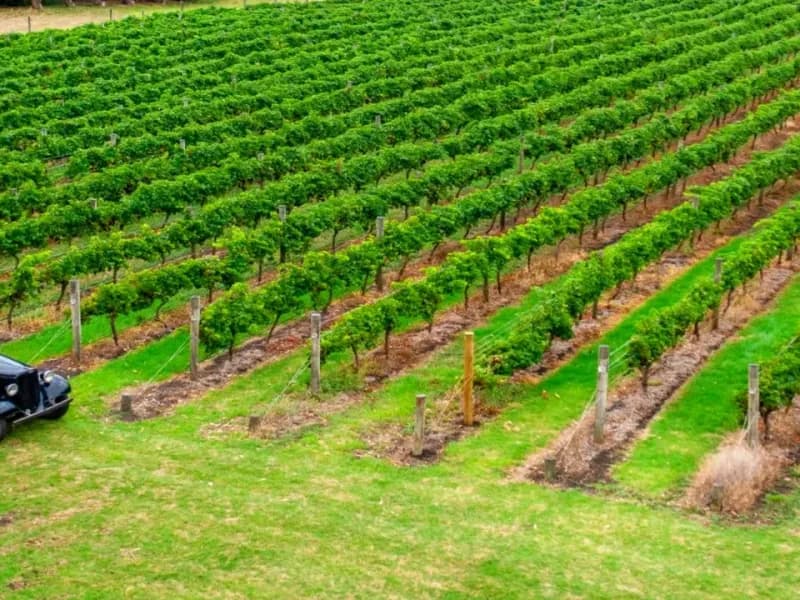 Bellarine Estate winery
