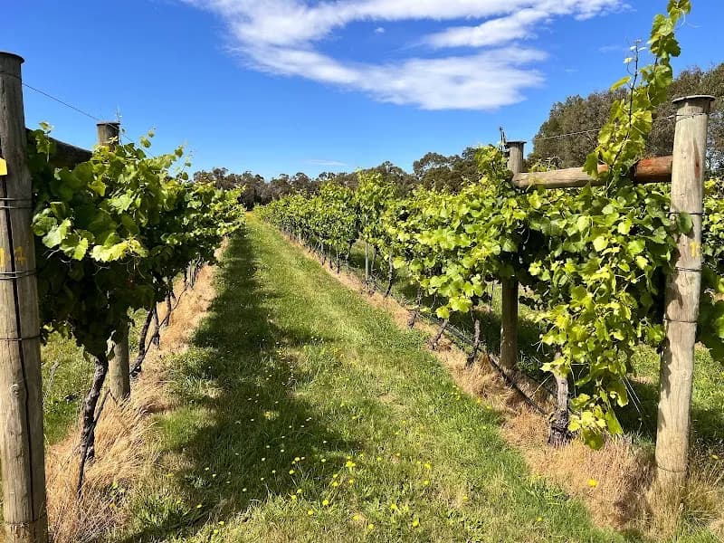 Pier 10 Winery winery in Shoreham, VIC