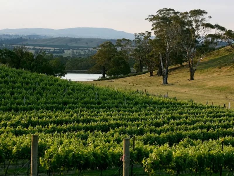 Boggy Creek Winery winery in Myrrhee, VIC