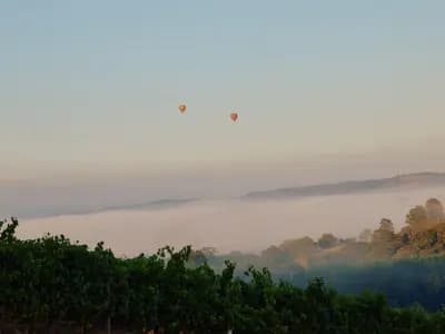 TarraWarra Estate Cellar Door winery in VIC