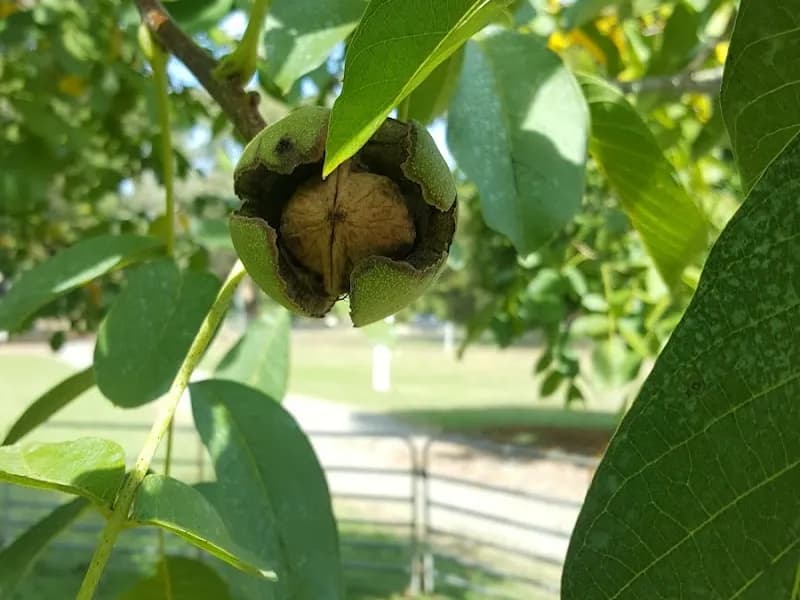 Jack Rabbit winery in VIC