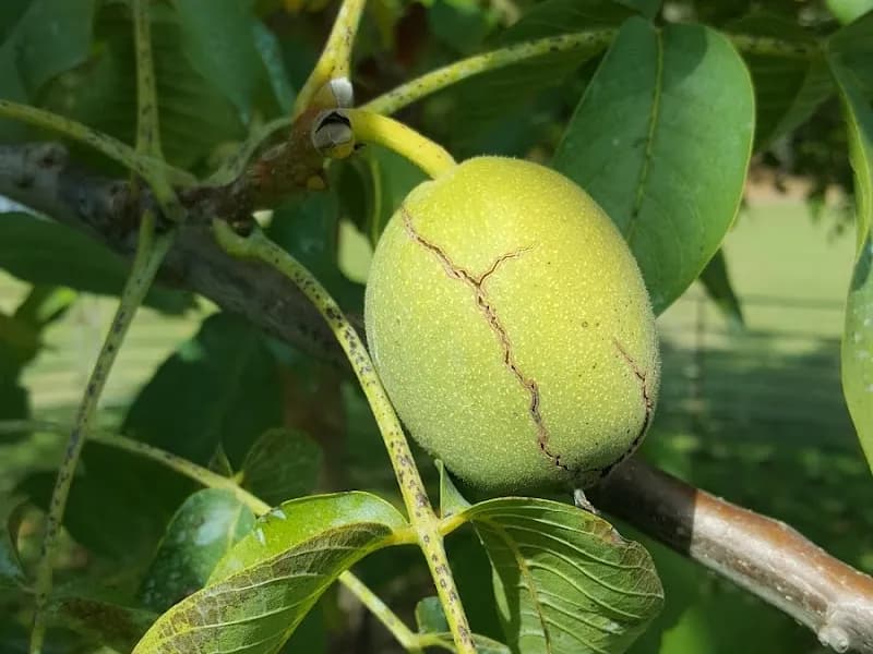 Jack Rabbit winery in VIC