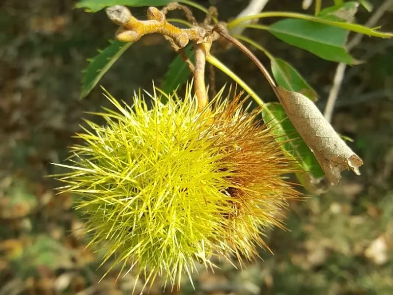 Jack Rabbit winery in VIC
