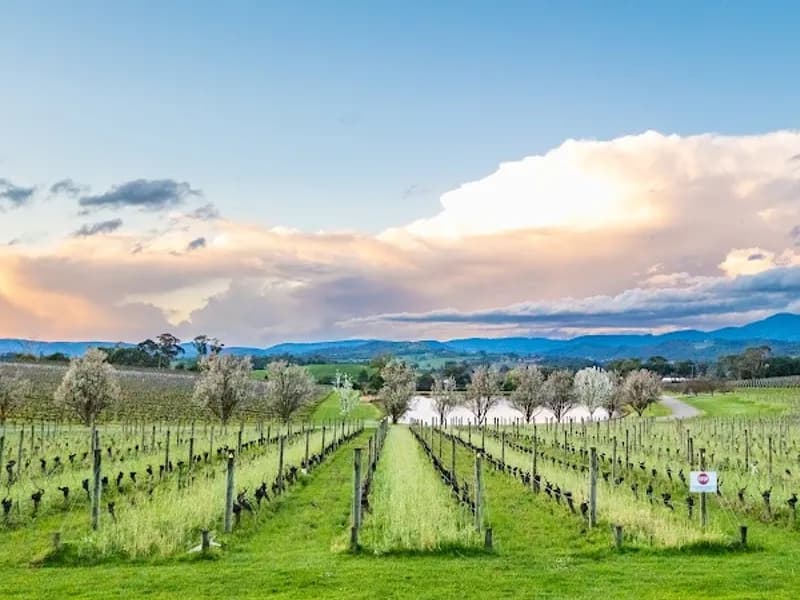 Borambola Winery winery in VIC