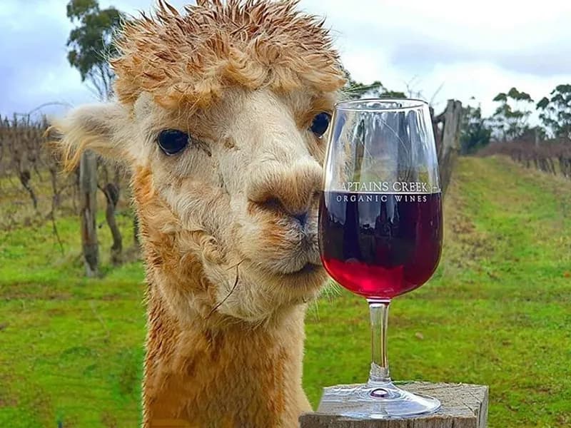 Buttermans Track winery in VIC