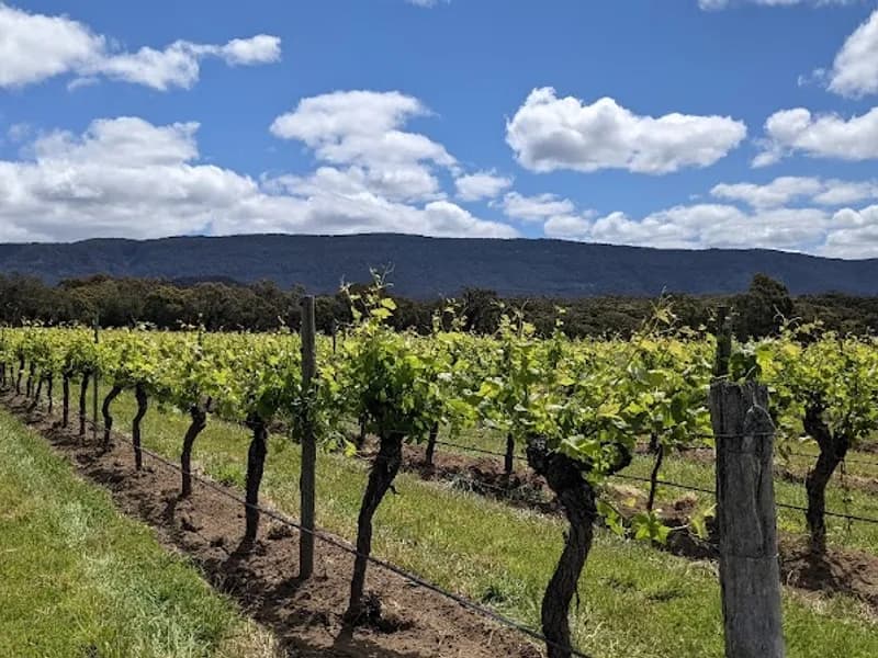 Main Ridge Estate winery in VIC