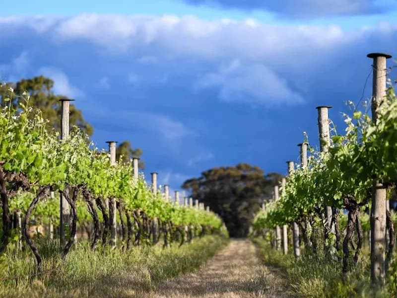 Baltazaar Vineyards winery in Eurobin, VIC