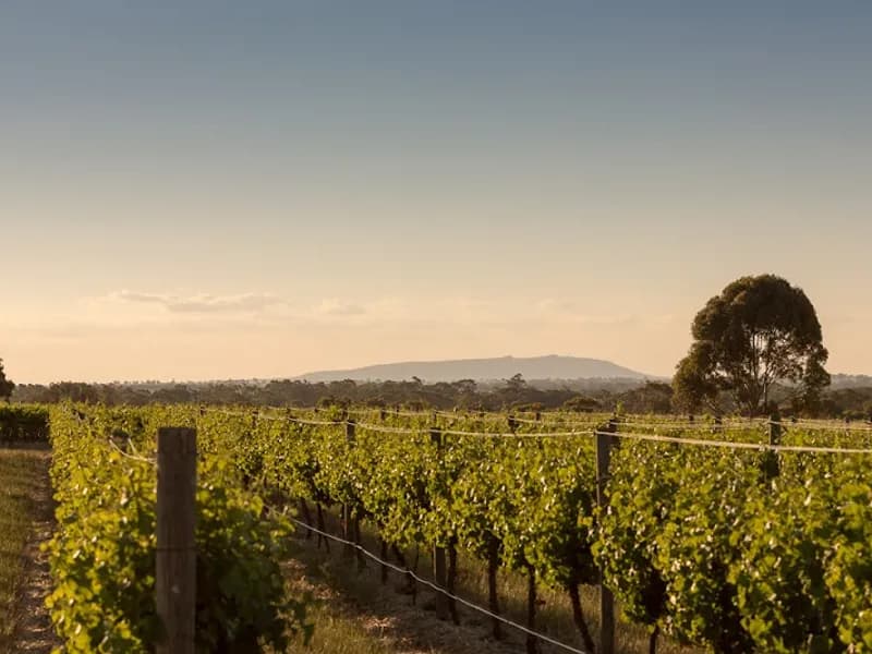 Captains Creek Organic Wines winery in VIC