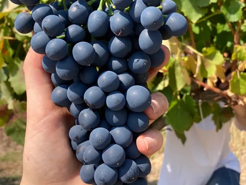 Mount Avoca winery in VIC