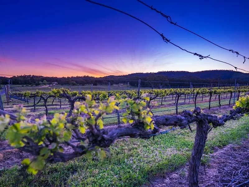 Forest Gate Estate winery in Avoca, VIC