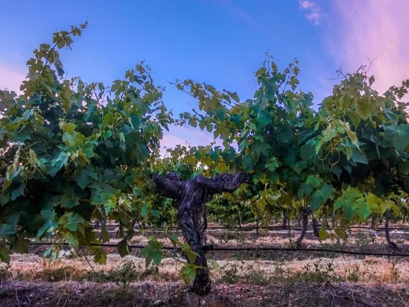 Forest Gate Estate winery in Avoca, VIC