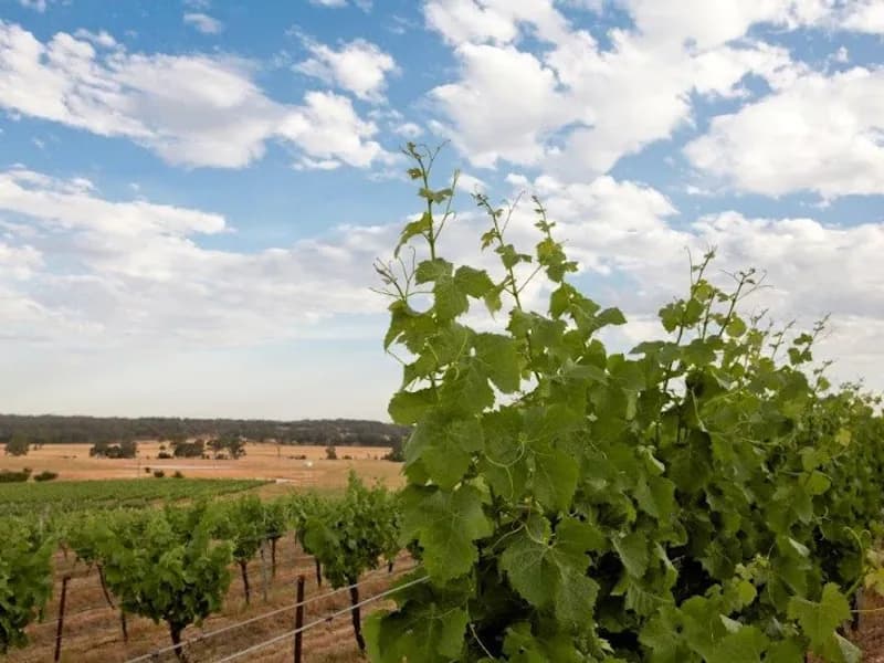 Mountainside Wines winery in VIC