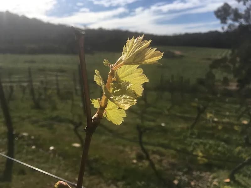 Clayfield Wines winery in VIC