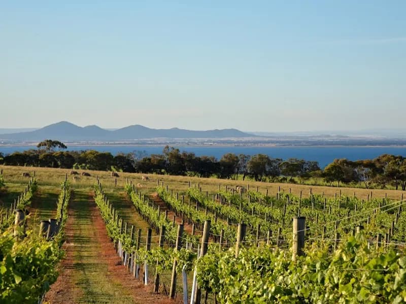 Taltarni Vineyards, Winery & Cellar Door winery in Moonambel, VIC