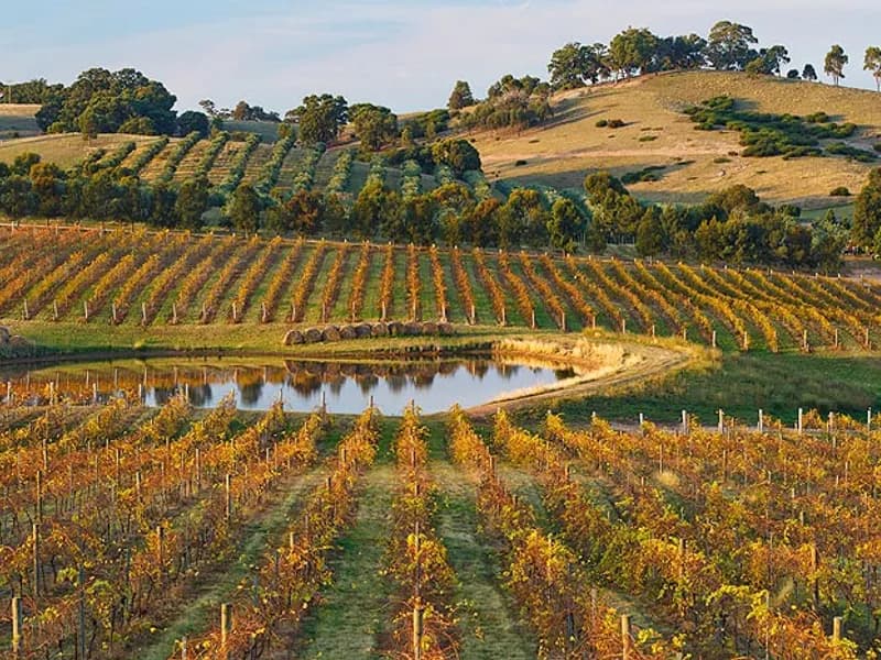 Breakfast Creek Wineyard winery in VIC