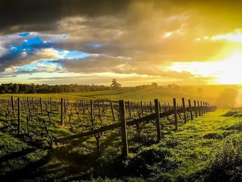 Bennetts on Bellarine winery in VIC