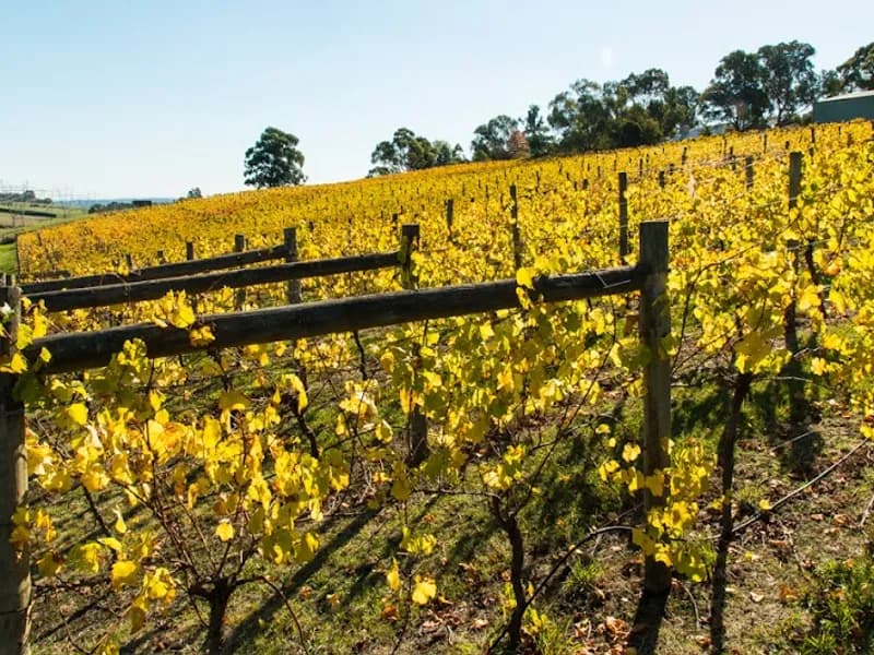 Bennetts on Bellarine winery in VIC