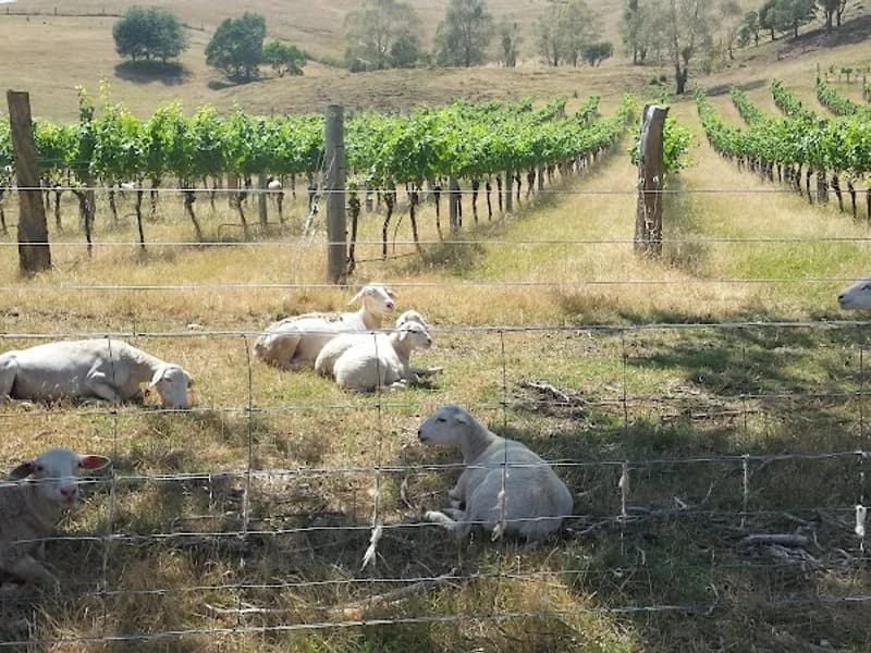 Valentine Wines winery in VIC