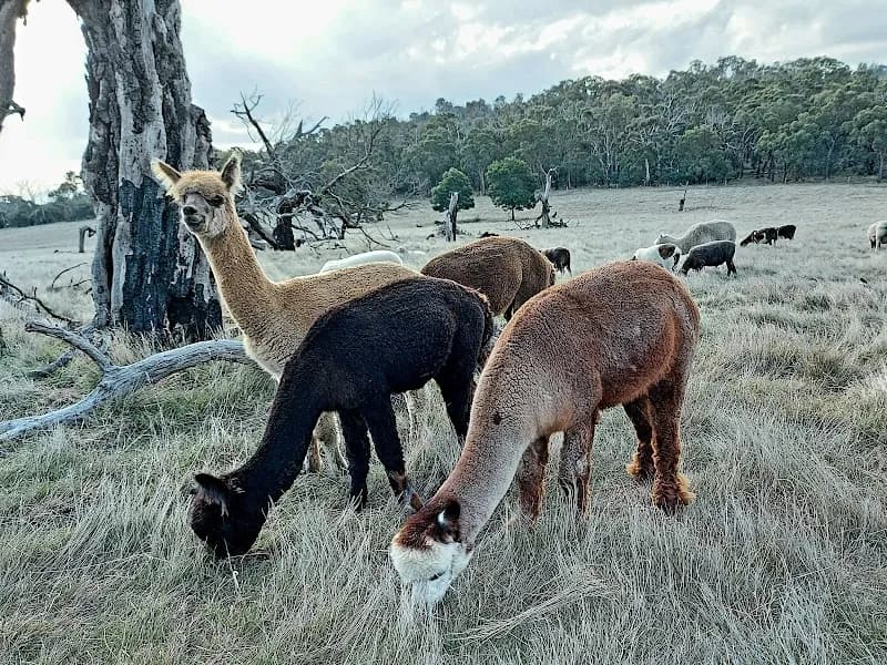 Bellbrae Estate winery in VIC