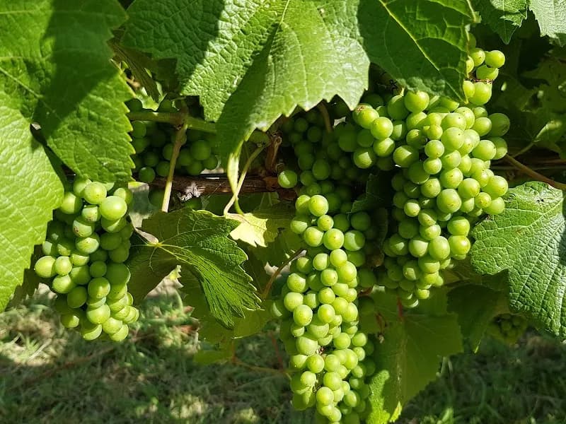 Ensay Winery winery in Ensay, VIC