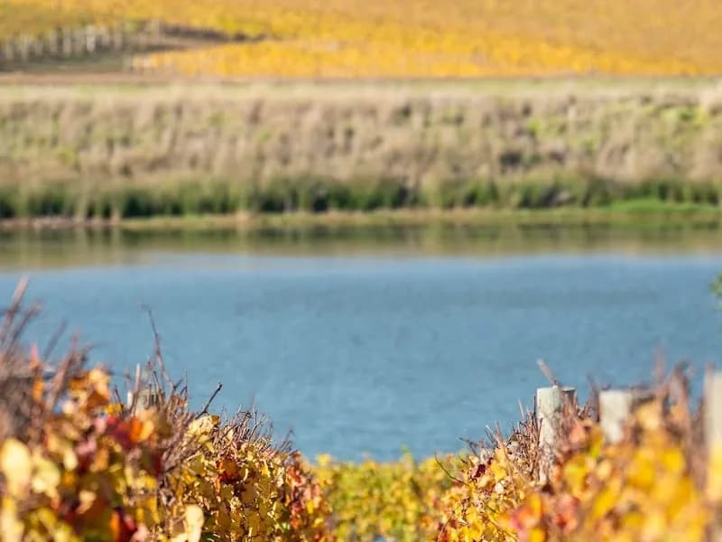 James & Co Wines winery in VIC